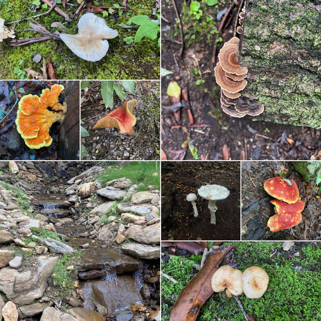 Mycelium Web
