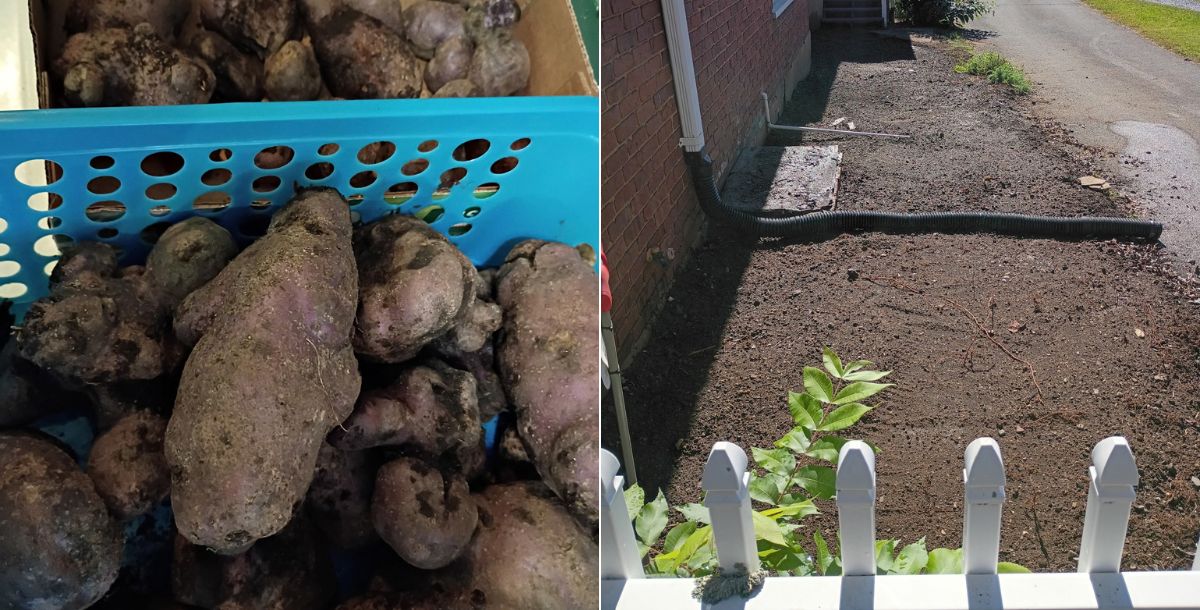 Shakti Garden prep and organic potatoes