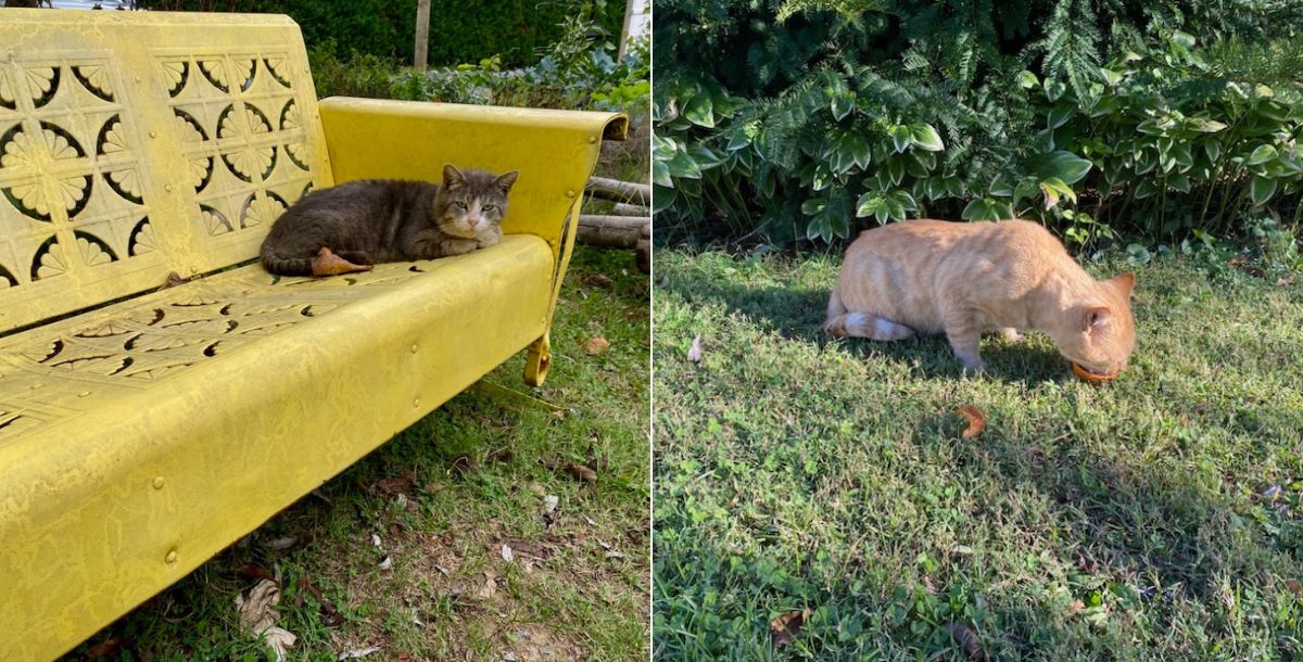 Feline Friends
