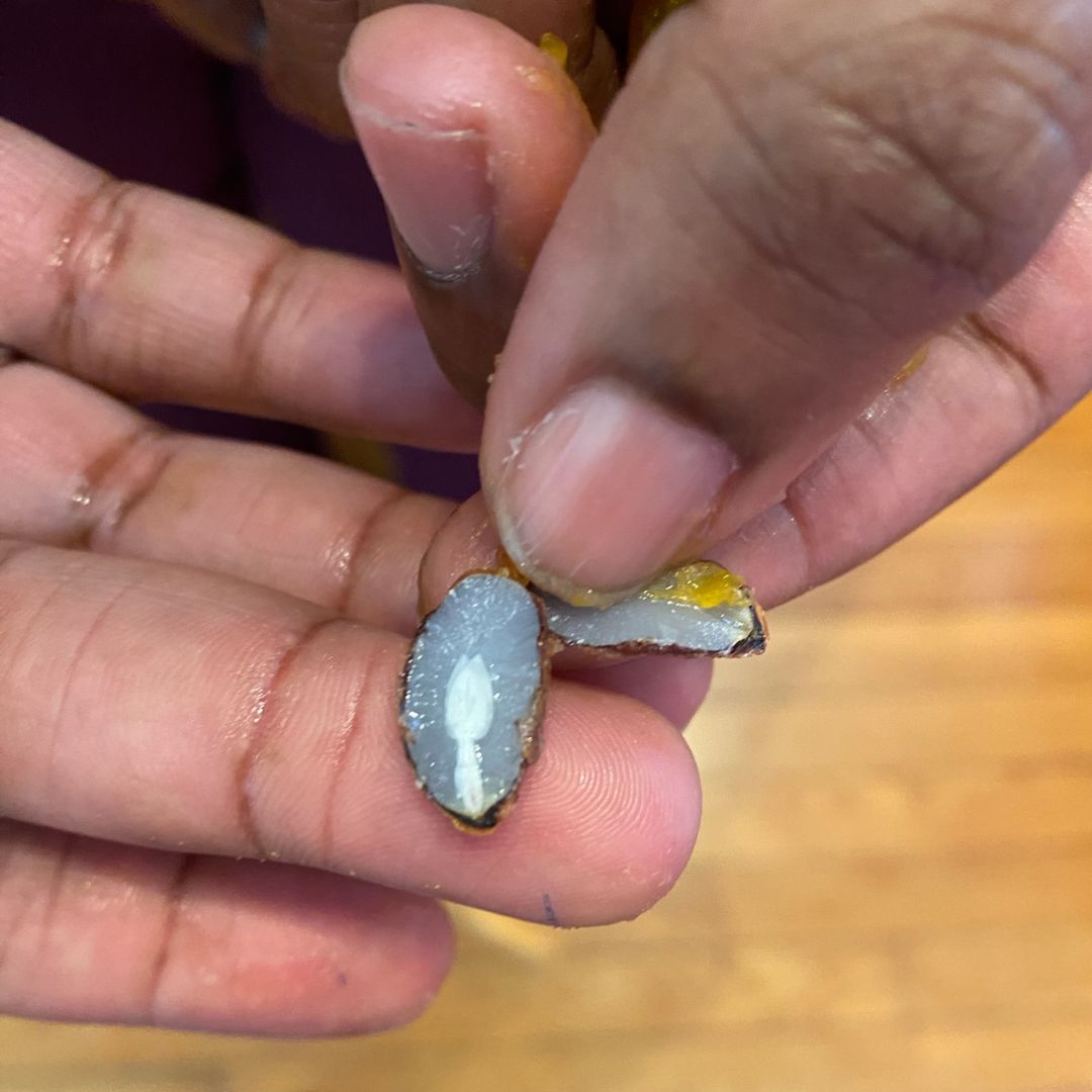 Persimmon Seed